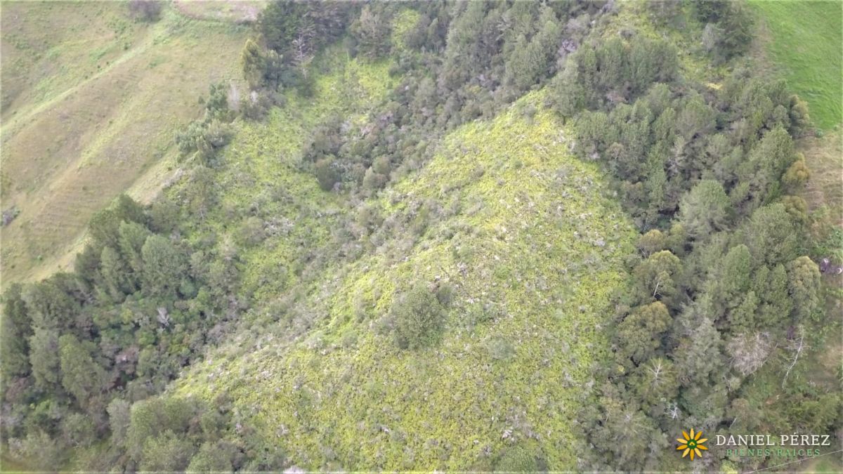 Montaña de más de 34.000 m² en Marinilla, con nacimientos de agua y bosque. Potencial para, foto 6