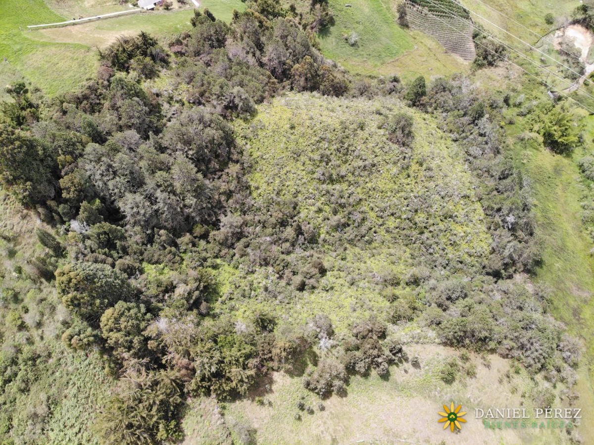 Montaña de más de 34.000 m² en Marinilla, con nacimientos de agua y bosque. Potencial para, foto 4