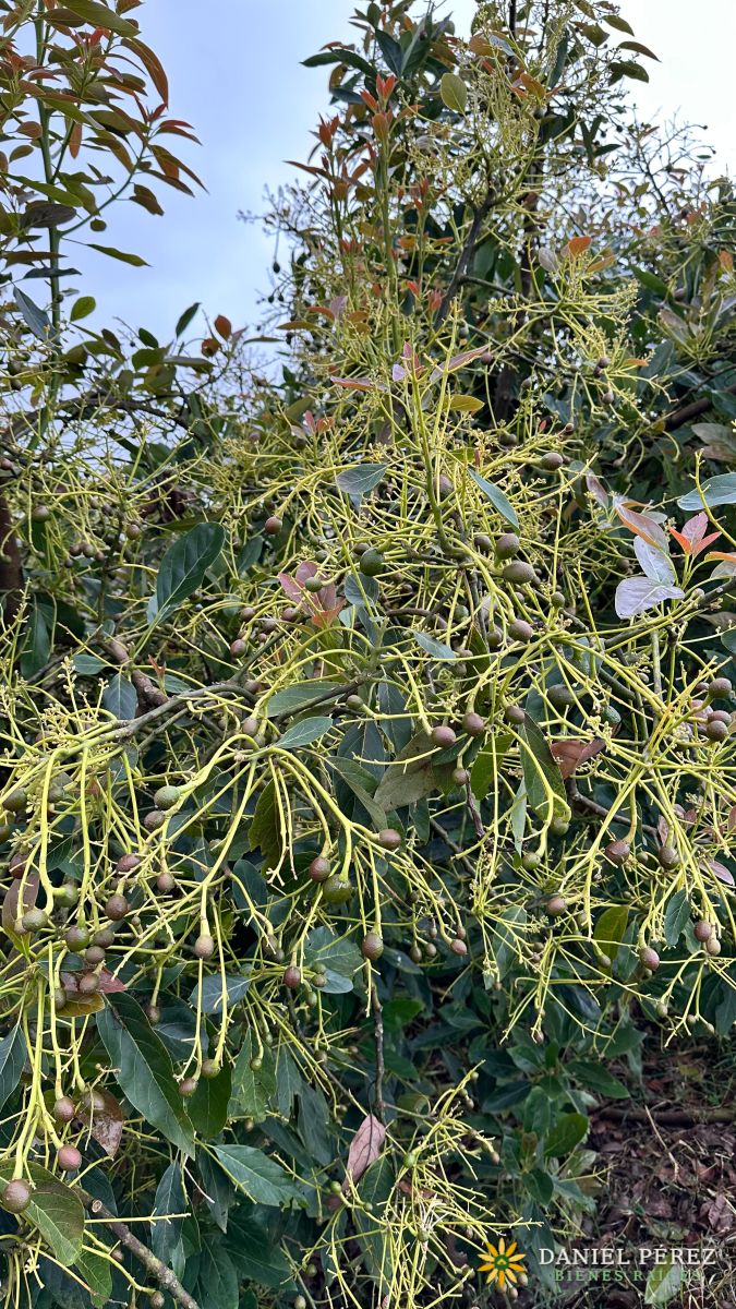 Finca Aguacatera en Tolima - Padua, foto 22