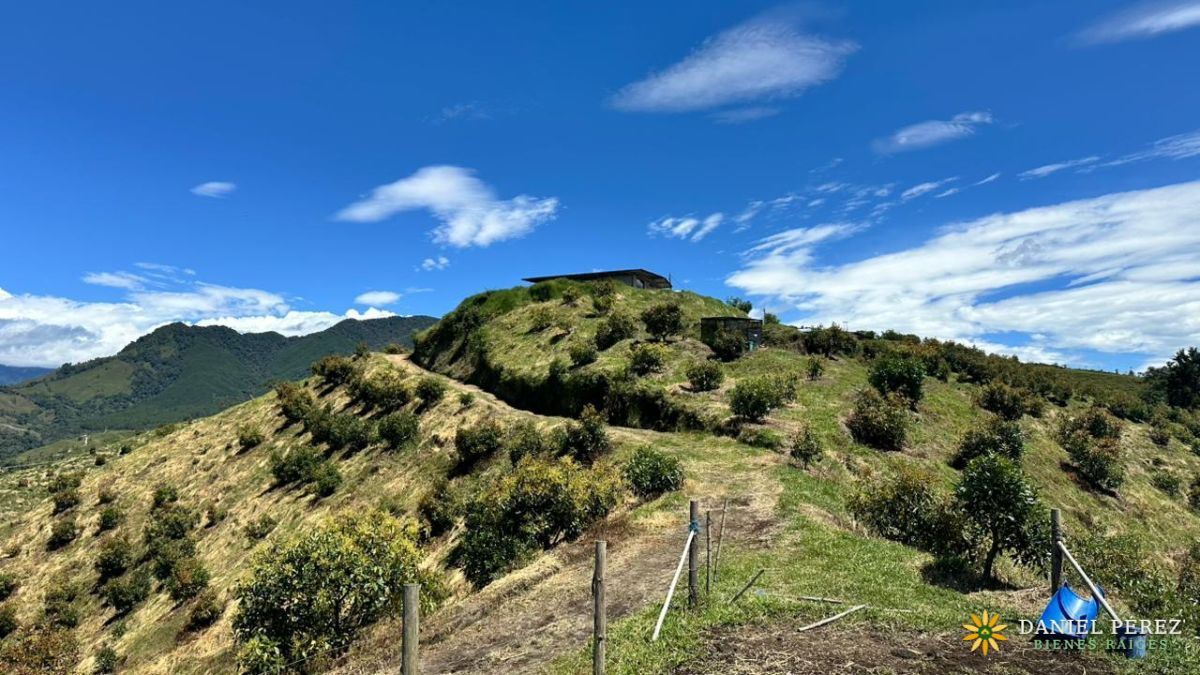 Finca Aguacatera en Tolima - Padua, foto 12