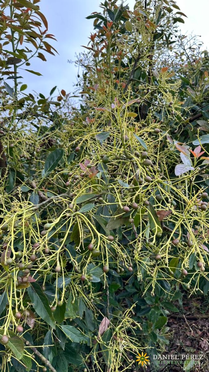 Finca Aguacatera en Tolima - Padua, foto 20