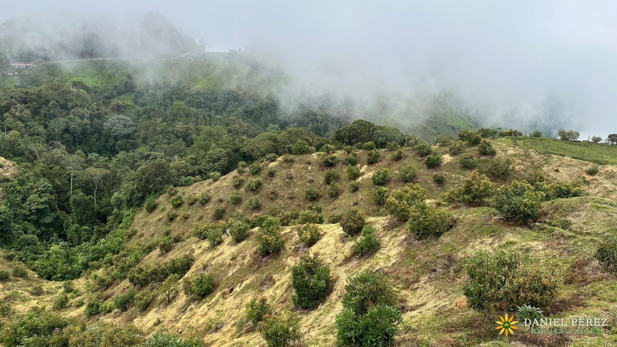 Finca Aguacatera en Tolima - Padua, foto 26