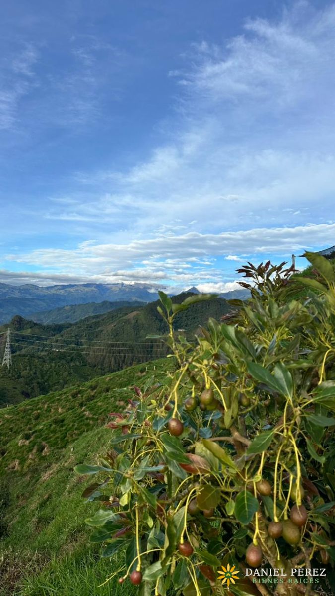 Finca Aguacatera en Tolima - Padua, foto 2