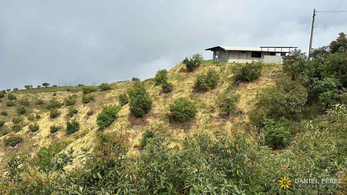 Finca Aguacatera en Tolima - Padua, foto 25