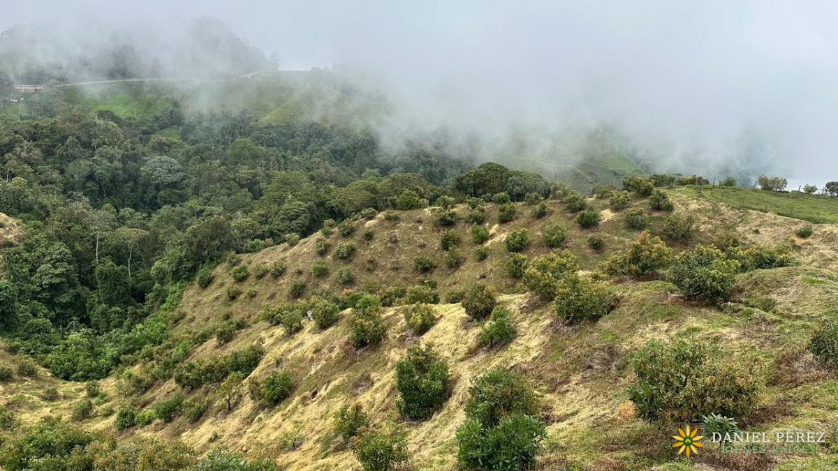 Finca Aguacatera en Tolima - Padua, foto 19